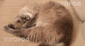 Ваша кошка лезет мордой в лицо не ради ласки: узнайте скрытые причины такого странного поведения питомца