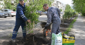 Восемь кустов сирени «Красавица Москвы» высадили на улице Чкалова