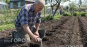Внесите это под куст в июне: картошка пойдет в рост на глазах и даст клубни размером с хороший кулак
