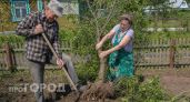 Срочно проверьте свои посадки: из-за нового закона дачникам грозят огромные штрафы за привычные деревья
