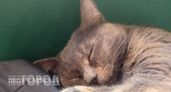 Тайное правило кошачьей любви: почему животное выбирает одного человека и как стать этим фаворитом