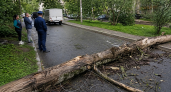 В Ярославской области человек погиб после падения тополя во время сильного ветра