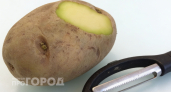 Выбрасывать жалко или есть опасно: узнайте правду о зеленом картофеле и сохраните здоровье своей семьи