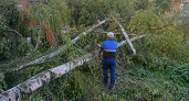 В Рыбинске с начала года убрали 475 аварийных деревьев