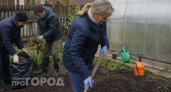 Убейте фитофтору до заморозков: всего одно действие в октябре спасет ваши томаты в следующем сезоне
