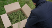 Под Рыбинском нашли крупнейшие в области незаконные посевы конопли