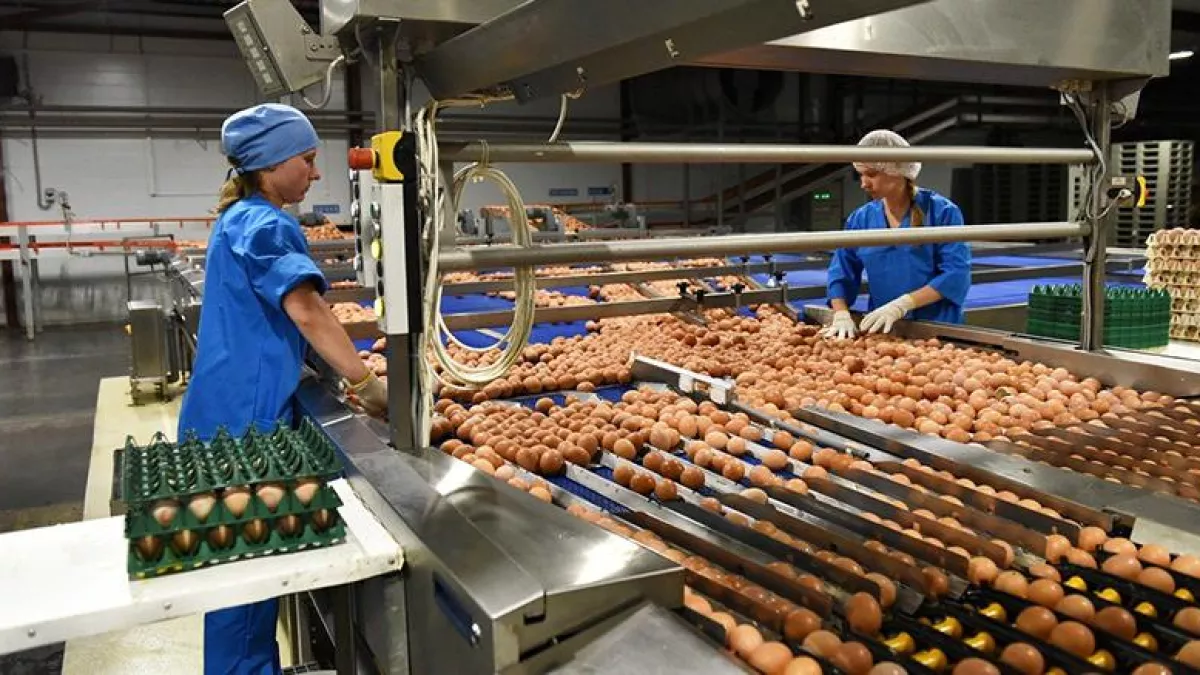 Поголовье птицы в Ярославской области сократилось вдвое за год