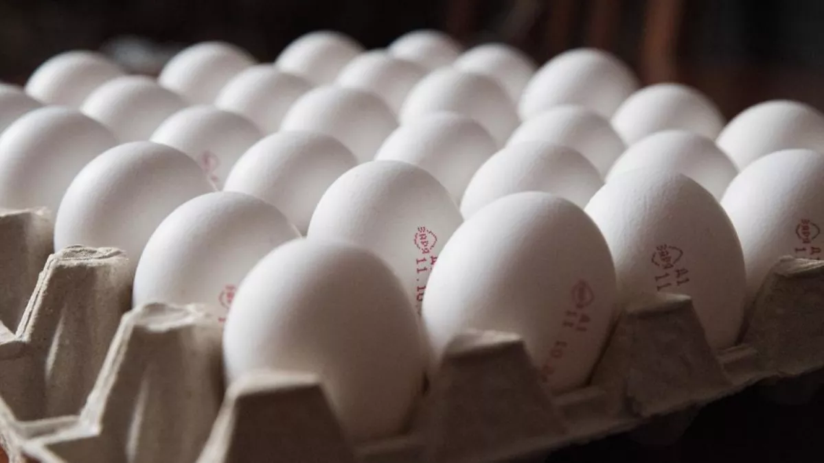 Поголовье птицы в Ярославской области упало до 7 миллионов голов