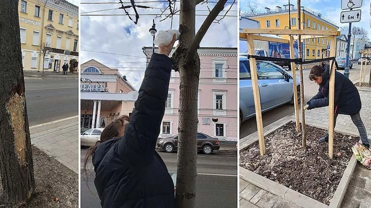 В Рыбинске коммунальщики лечат молодые деревья от повреждений садовым варом