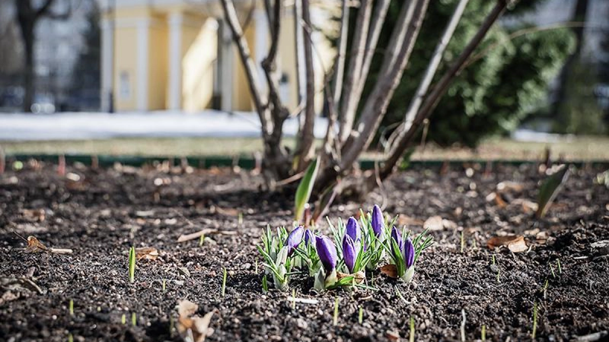 Тысячи нарциссов и тюльпанов взошли в Карякинском саду Рыбинска