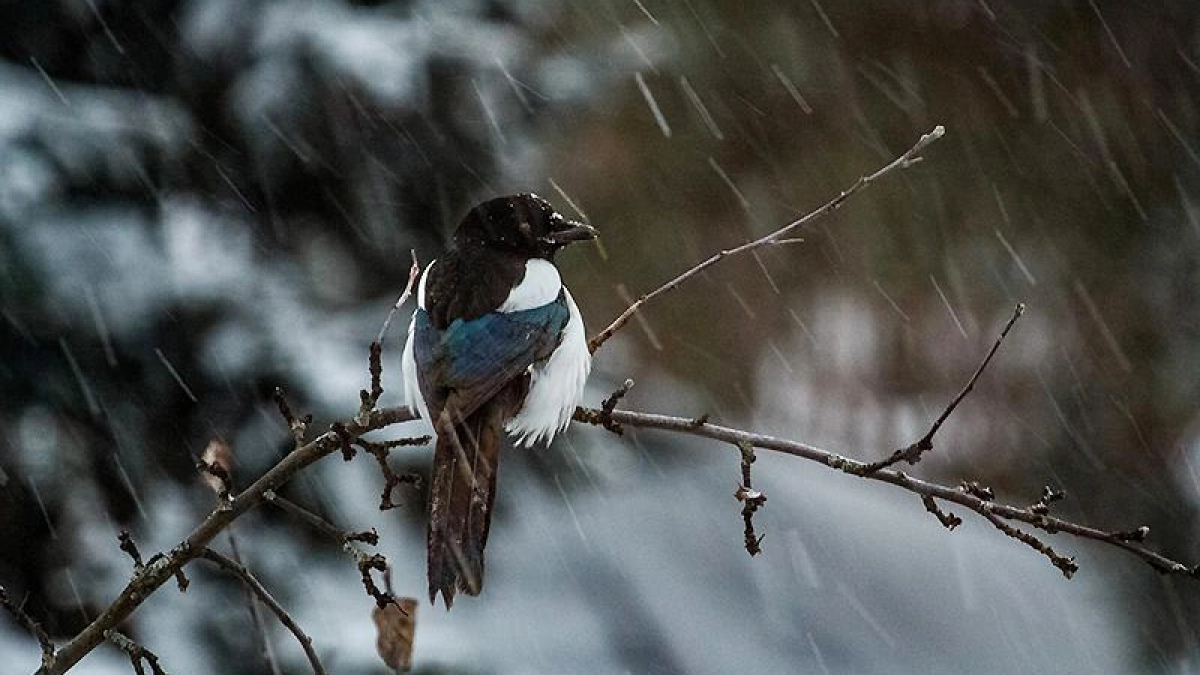 МЧС предупреждает о сильном ветре в Ярославской области 9 апреля