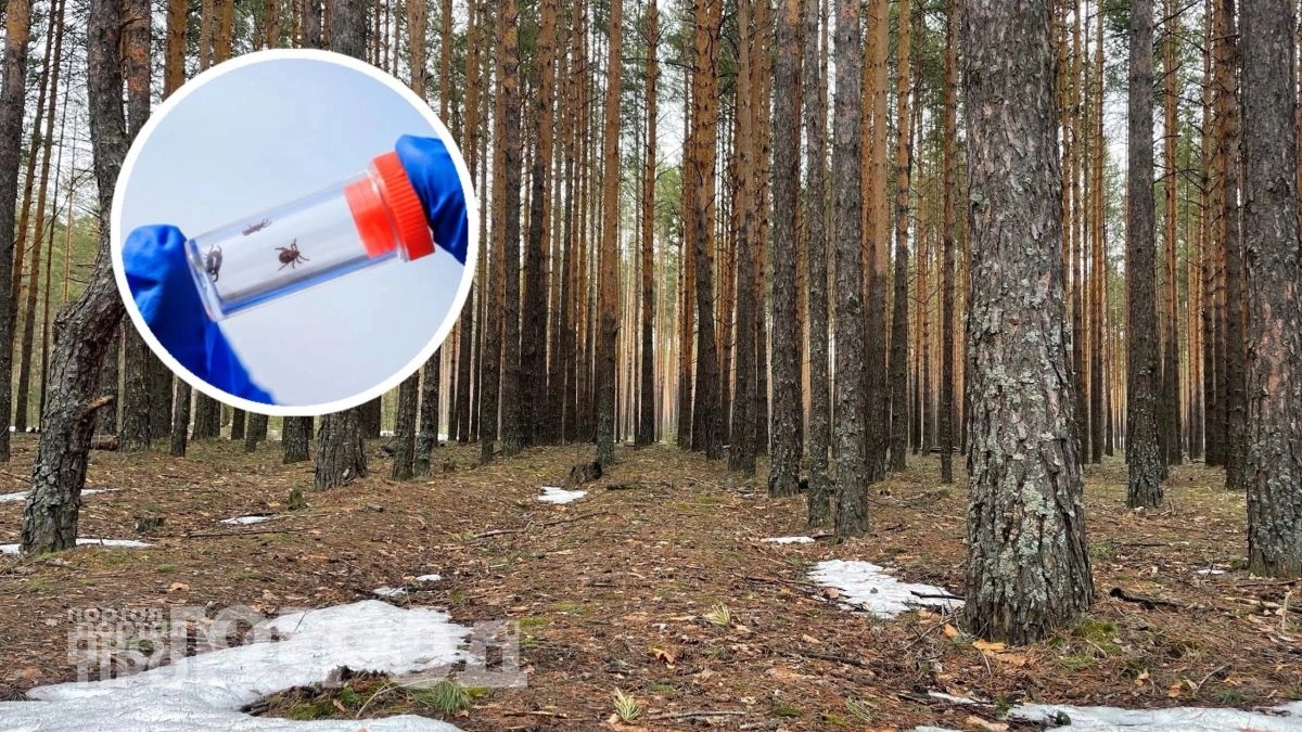 Забудьте про химию из магазинов: добавьте немного этого средства в воду и клещи забудут к вам дорогу