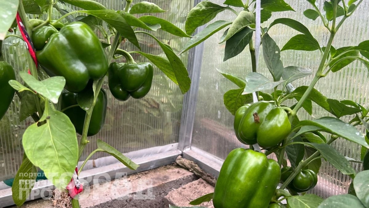 Забудьте про тяжелую работу на участке: этот немецкий способ посадки перца удваивает сбор плодов за сезон