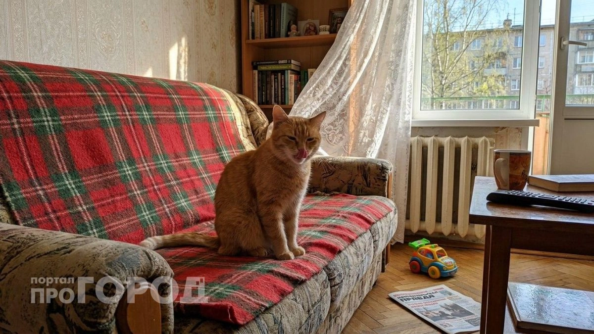 Забудьте про проявление любви: ветеринары объяснили истинную причину того, почему ваша кошка лижет нос