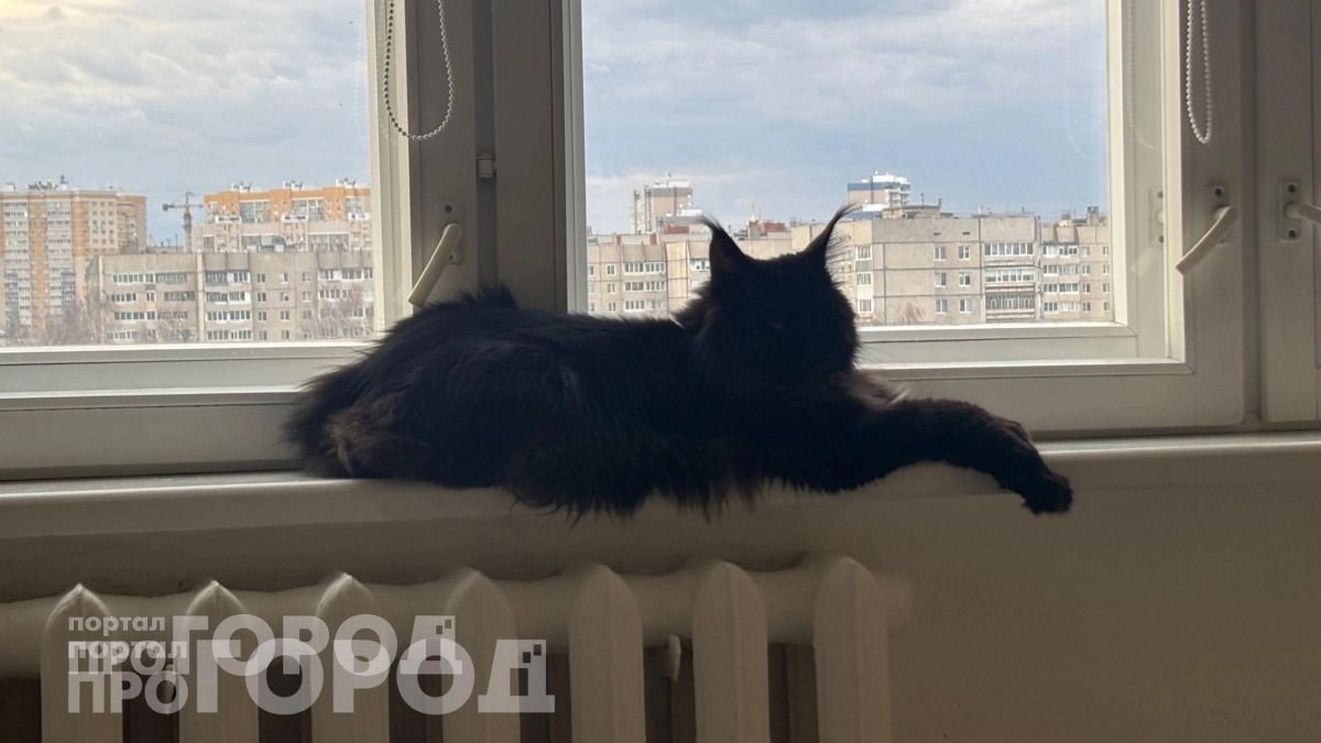 Забудьте о ветеринарах: 3 породы кошек с железным иммунитетом, которые радуют владельцев до 20 лет