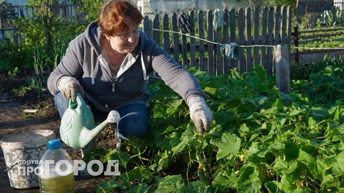 Перестаньте совершать эти 5 ошибок в уходе за огурцами: уберите их из практики и собирайте урожай вёдрами