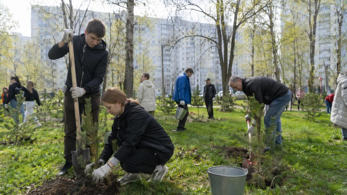 В парке Рыбинска на субботнике высадили 30 молодых сосен