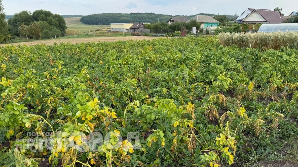 Больше не трачу деньги на химию: высаживаю эти цветы между рядами картошки и забываю о нашествии вредителей