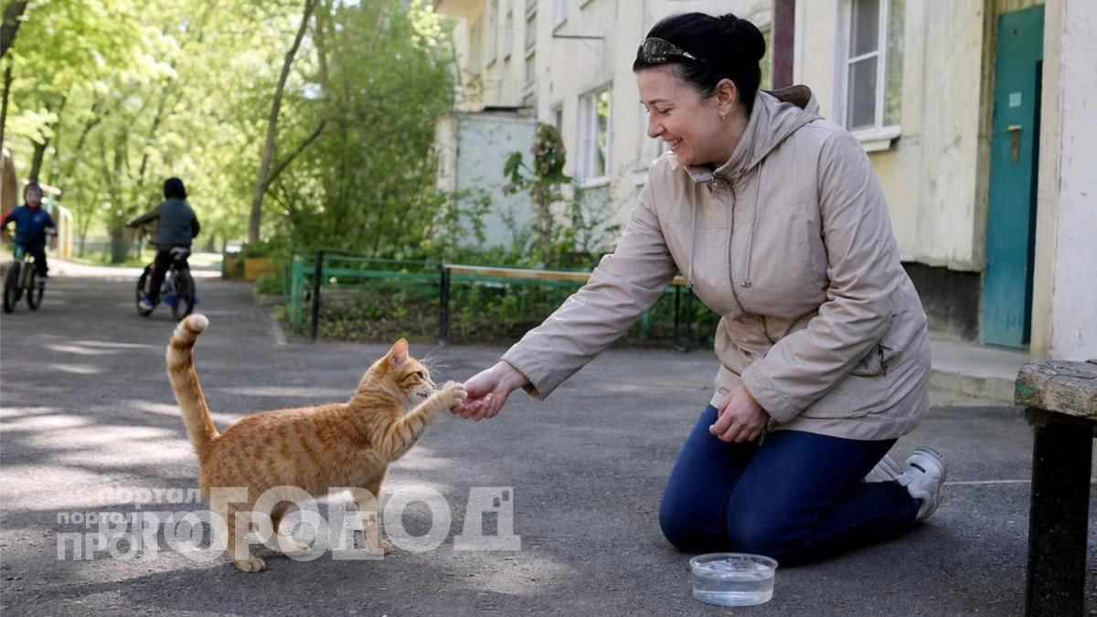 Ваша кошка облизывает вас вовсе не из любви: ветеринары назвали истинные причины такого поведения питомца