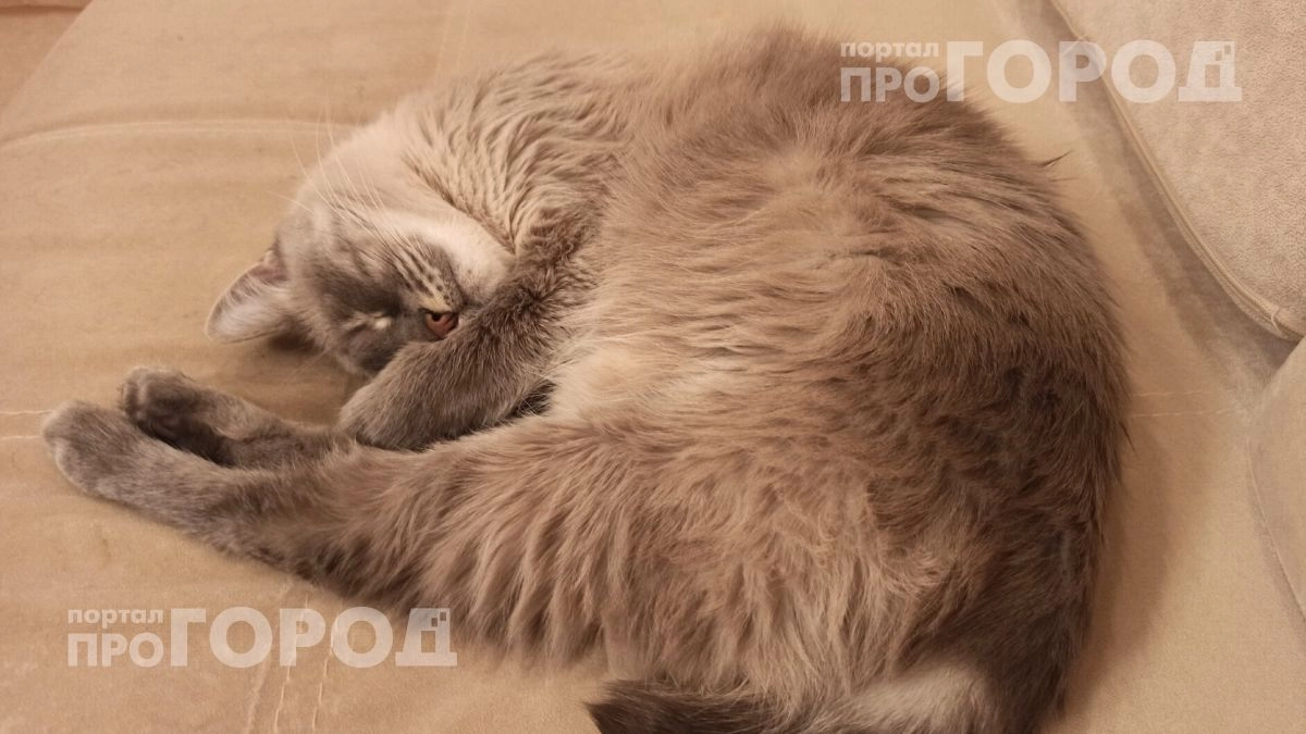 Ваша кошка лезет мордой в лицо не ради ласки: узнайте скрытые причины такого странного поведения питомца