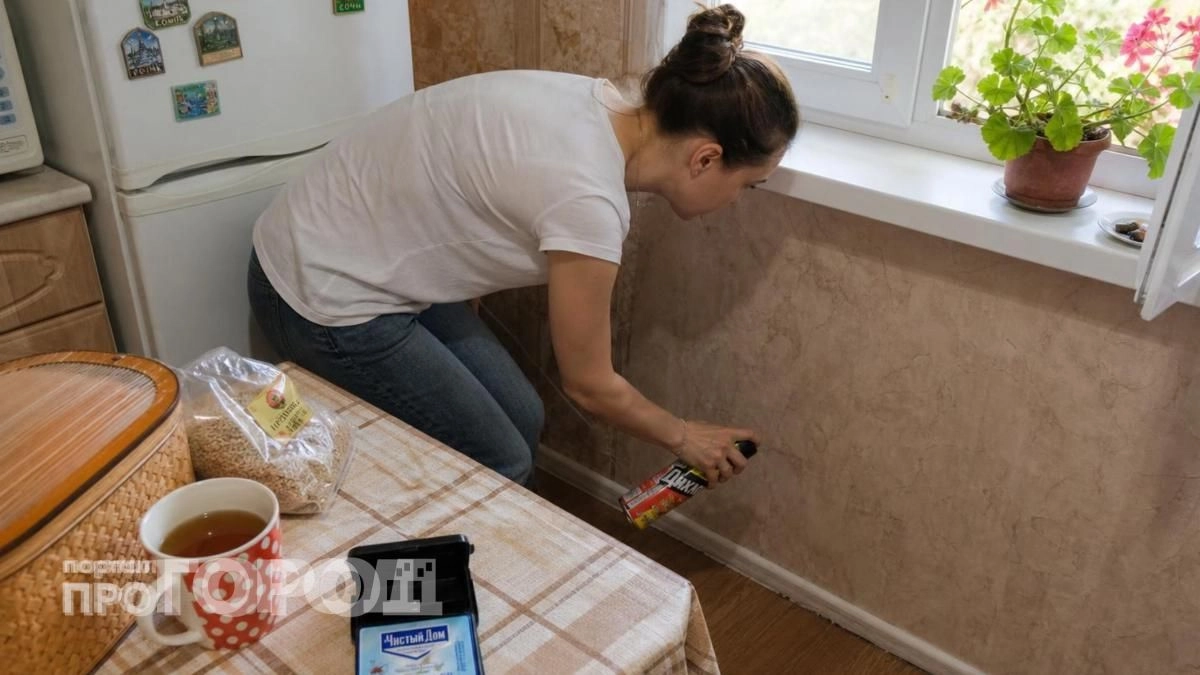 Муравьи покинут участок за одну ночь: просто смочите ватку в этом копеечном средстве и положите у входа