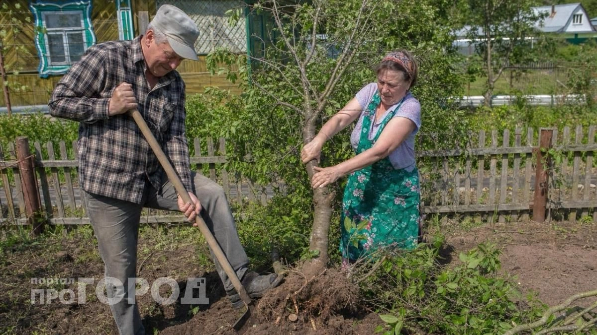 Срочно проверьте свои посадки: из-за нового закона дачникам грозят огромные штрафы за привычные деревья