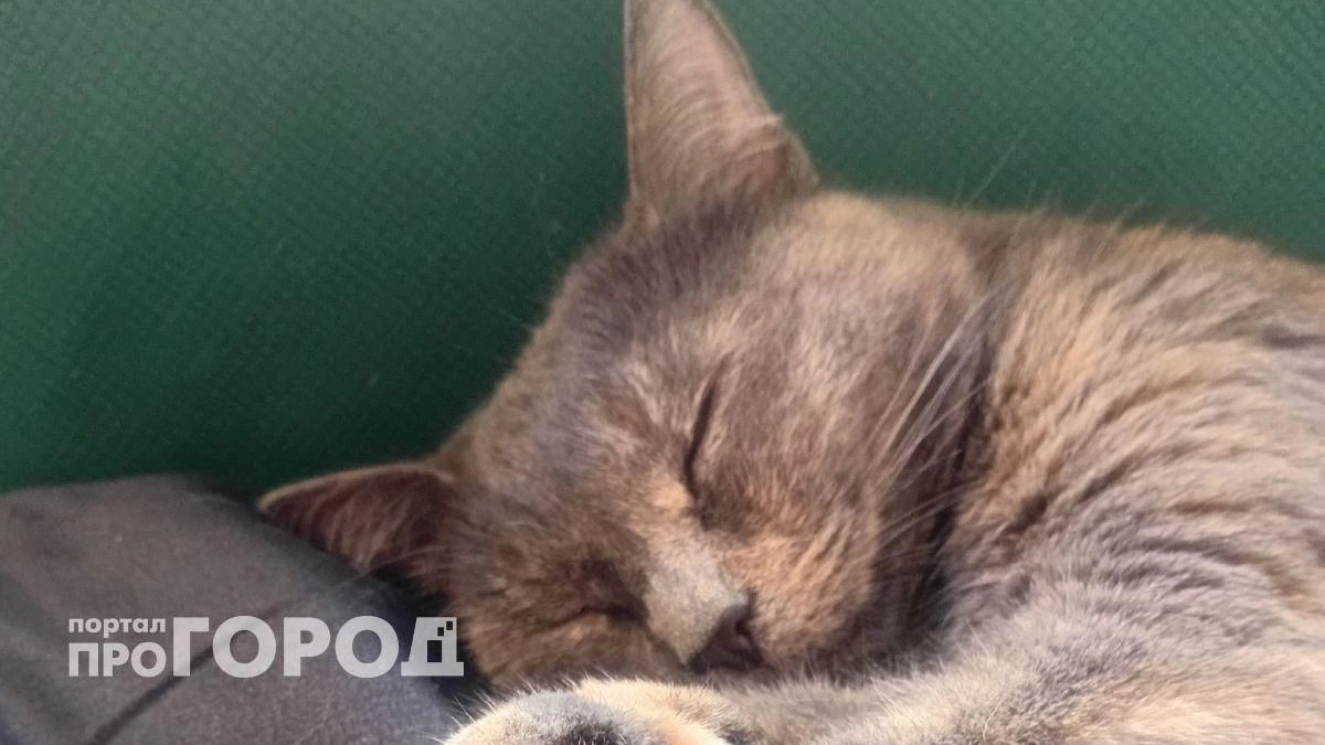 Тайное правило кошачьей любви: почему животное выбирает одного человека и как стать этим фаворитом