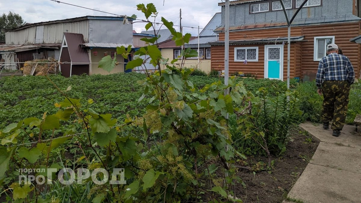 Забудьте про тяпку: вылейте стакан этого раствора вечером и утром на грядках не останется ни одного сорняка
