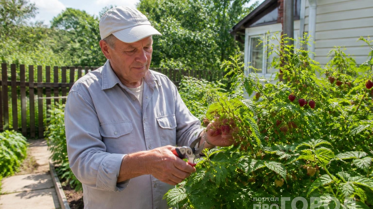 Перехожу на метод Соболева при обрезке малины: кусты превращаются в ягодные деревья и дают по 10 килограммов