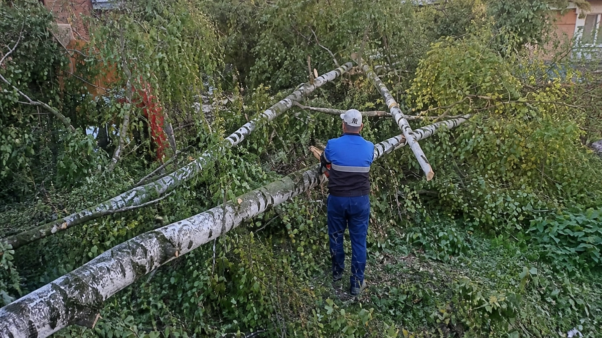 В Рыбинске с начала года убрали 475 аварийных деревьев