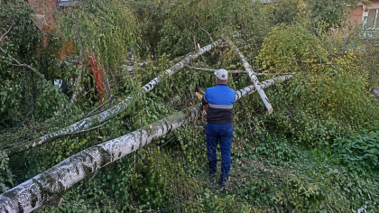 В Рыбинске с начала года убрали 475 аварийных деревьев